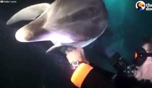 Ce dauphin en detresse vient demander de l'aide à des plongeurs