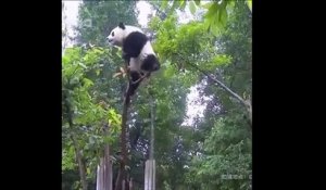 Un panda un peu trop ambitieux grimpe bien trop haut dans l'arbre... Et bim