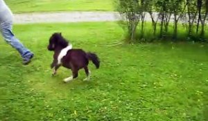 Le Truc Le Plus Mignon Du Jour Bebe Ane Adorable Sur Orange Videos
