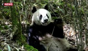 Chine : 27.000 km2 de réserve pour les pandas géants