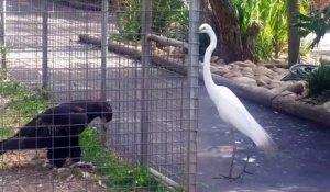 Ce rapace en cage attire un héron puis le capture... Rusé