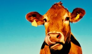 Du bœuf nourri au bœuf dans nos assiettes ? Du soja OGM ? Le vrai / faux du CETA
