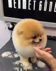 Admirez Le Toilettage De Cet Adorable Boule De Poils Trop Beau Sur Orange Videos
