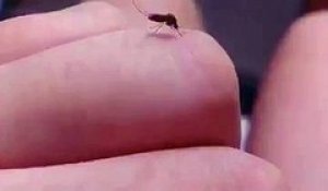 Troller un moustique avec son doigt