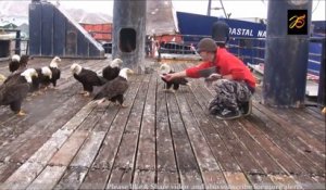 Des dizaines d'aigles sauvages viennent manger sur le quai de ce port