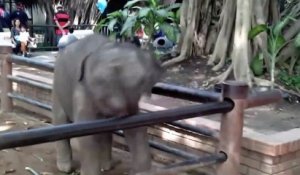 Adorable : un éléphanteau s'amuse avec les touristes