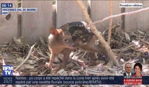 Cet adorable bébé pudu vient de naître au parc zoologique de Paris
