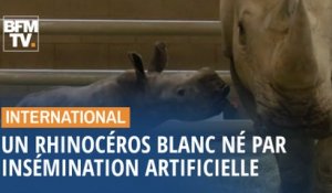 Un rhinocéros blanc est né par insémination artificielle en Californie