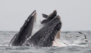 Un Américain a photographié le moment où un lion de mer est avalé par une baleine à bosse
