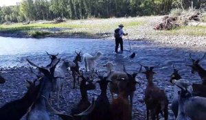 Un troupeau de chèvres lutte contre l'ambroisie dans le lit de la rivière Drôme