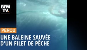 Une baleine à bosse sauvée d'un filet de pêche au Pérou