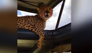 Un guépard s'abrite du soleil sous le toit d'une Jeep !
