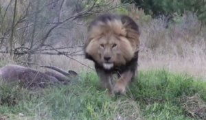 Un lion sauvage prend en chasse ce photographe Pakistanais... Terrifiant