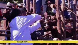 Madagascar : des puces électroniques pour le bétail