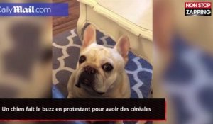 Un chien fait le buzz en protestant pour avoir des céréales (vidéo)