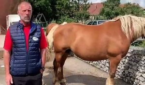 Joël Parent présente le concours d’élevage du cheval comtois à Pontarlier