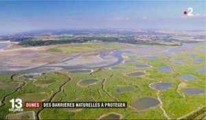 Picardie: la Baie de Somme, un trésor menacé