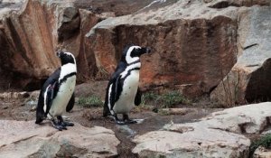 Deux mâles pingouins adoptent un œuf abandonné au zoo de Berlin