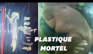 Mariam, le bébé dugong thaïlandais mort à cause du plastique