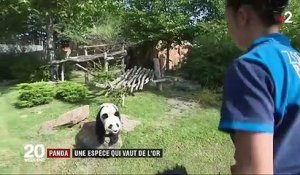Zoo de Beauval : des pandas qui font recette