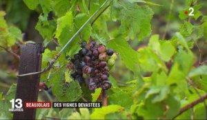 Beaujolais : des vignes touchées par les intempéries