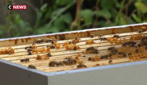 Aisne : des ruches installées chez des particuliers pour lutter contre la disparition des abeilles