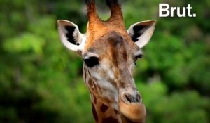 Les girafes menacées d'"extinction silencieuse"