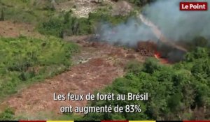 Incendies dans la forêt amazonienne : une ampleur inédite