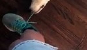 Ce chien tiré au sol en mordant le lacet d'une chaussure !