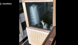 Omg Regardez La Reaction Hilarante De Ce Chat Quand Il Voit Une Souris Sur L Ecran De Sa Tablette Sur Orange Videos