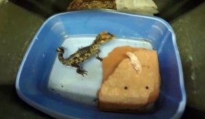 Ces bébés crocodile attendent le repas avec impatience