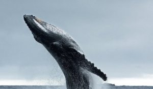 En Islande, aucune baleine n'a été chassée en 2019 malgré l'autorisation