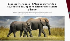 L'Afrique demande l'interdiction de la vente d'ivoire en Europe et au Japon