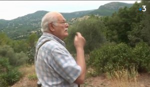 Sécheresse : la récolte d'olives impactée