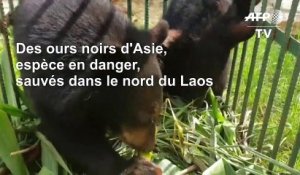 Laos: cinq ours noirs d'Asie, espèce en danger, sauvés en une journée