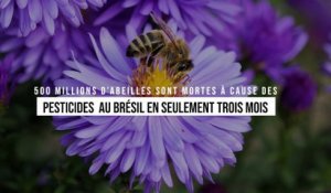 500 millions d’abeilles sont mortes à cause des pesticides au Brésil en seulement trois mois