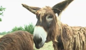 Faune - Le baudet du Poitou sauvé de l’extinction