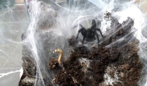 Il nourrit sa grosse tarentule et c'est impressionnant