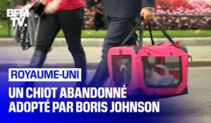 Un chiot abandonné adopté par Boris Johnson arrive au 10 Downing Street