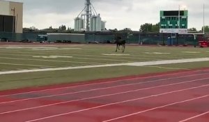 Un élan s'est introduit dans le campus universitaire et a fini sa journée sur le terrain de foot