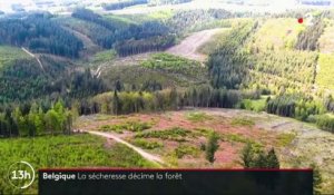 Belgique : la sécheresse décime la forêt