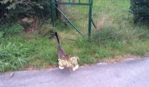 Ce chat est un voleur... d'ours en peluche