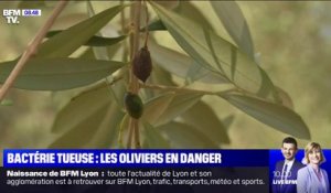 Les cultivateurs d'oliviers inquiets de l'arrivée de la bactérie Xylella Fastidiosa, l'une des plus dangereuses pour les végétaux