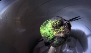 Ce petit colibri qui dort ronfle à sa manière et c'est trop mignon