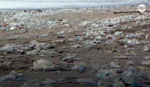 Pour sensibiliser au nettoyage des plages, ce collectif organise une véritable "Coupe des Déchets"