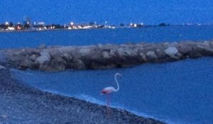 Un flamant rose a été photographié sur une plage de Cagnes-sur-Mer