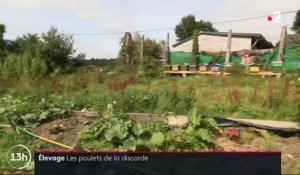 Bretagne : l'implantation d'un poulailler géant crée la polémique