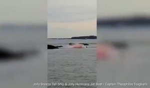 Des touristes hurlent de terreur lorsque, sous leurs yeux, un phoque est déchiqueté par un grand requin blanc - VIDEO