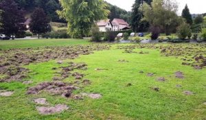 Les sangliers dévastent le parc de l'auberge de la Forêt à Lettenbach
