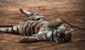 En Thaïlande, 86 des 147 tigres sauvés du Temple qui les maltraitait sont décédés